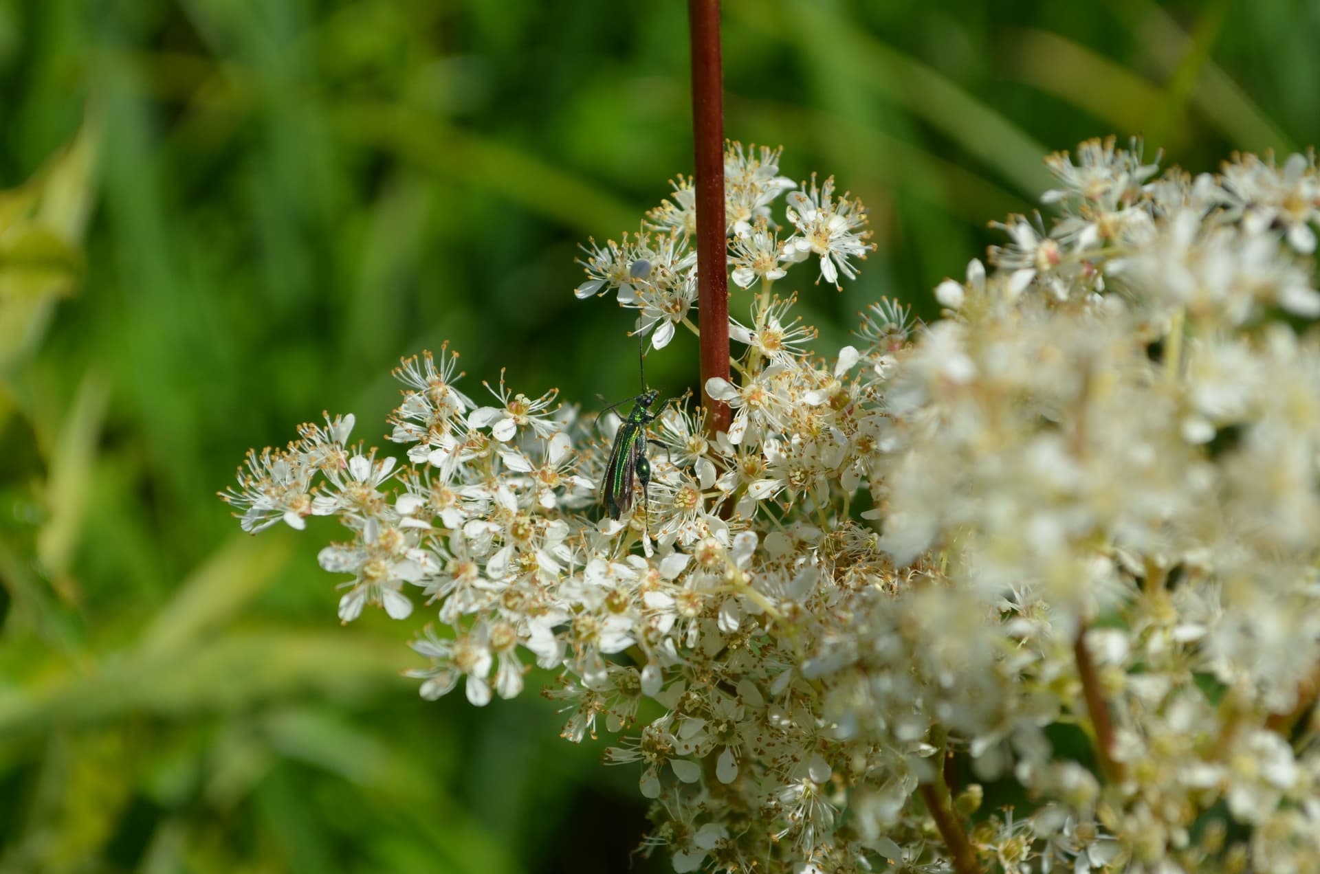Meadowsweet & Green Sencha